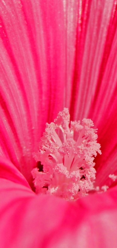 Earth Flower, Petal, 1080x2280