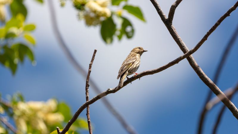 bird, feathers, branch, beak, leaves, 4k