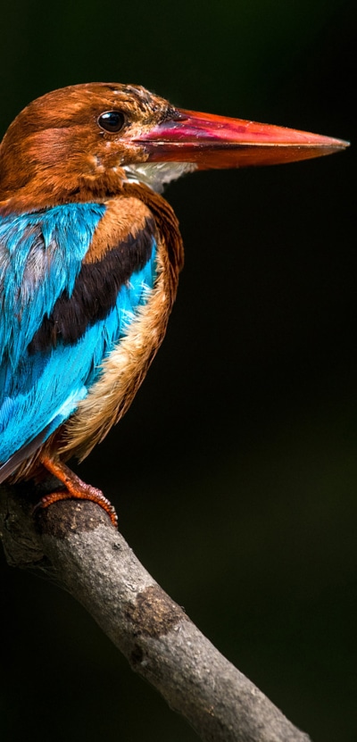 Animal Kingfisher, Bird, 1080x2246