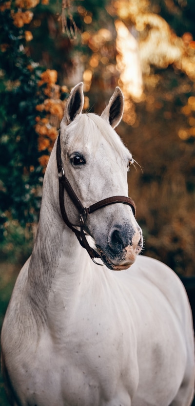Animal Horse, 1080x2246