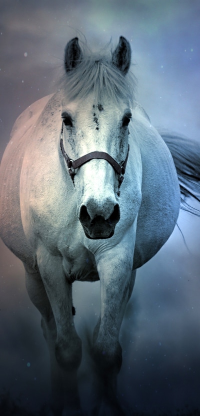 Animal Horse, Fog, 1080x2246