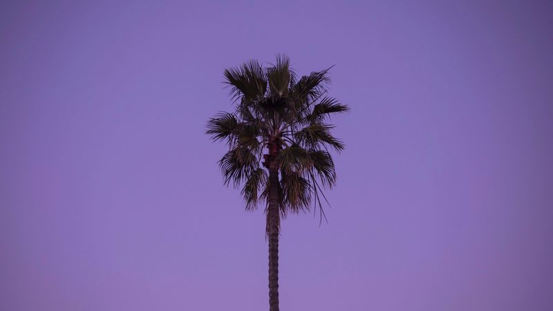palm tree, sky, tree, lonely, 4k