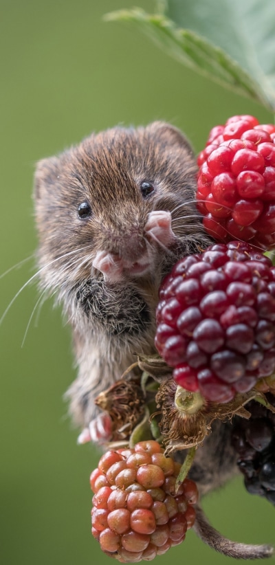 Animal Mouse, Berry, Raspberry, Rodent, 1080x2220