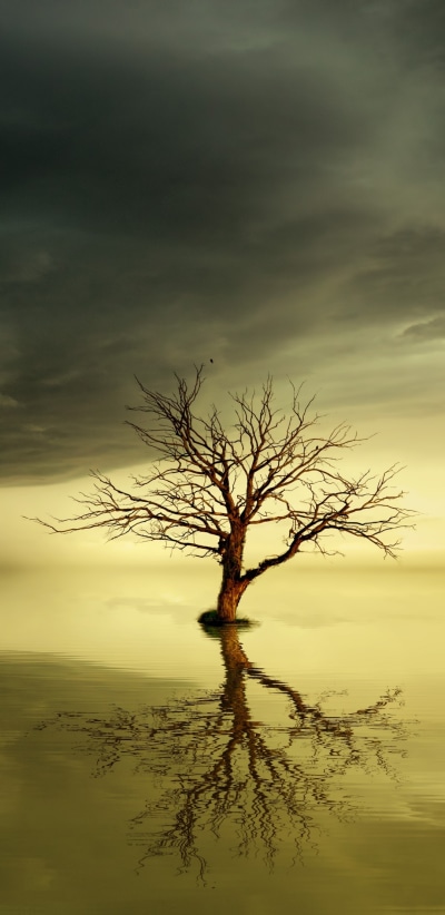 Artistic Tree, Cloud, Dead Tree, Lonely Tree, Mood, Horizon, 1080x2220