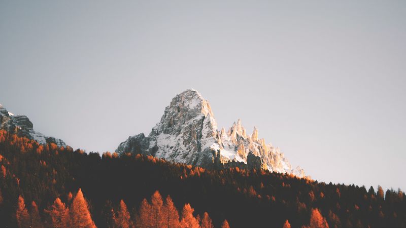 peak, rock, trees, forest, snow, 4k