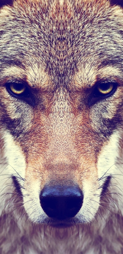Animal Wolf, Stare, Muzzle, Face, 1080x2220