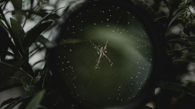 spider, cobweb, magnifier, hand, macro, 4k