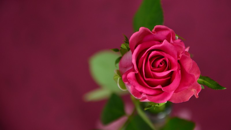 rose, 4k, pink, spring, flower