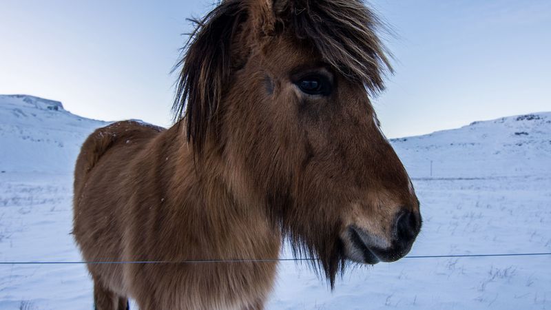 horse, pony, mane, face, 4k