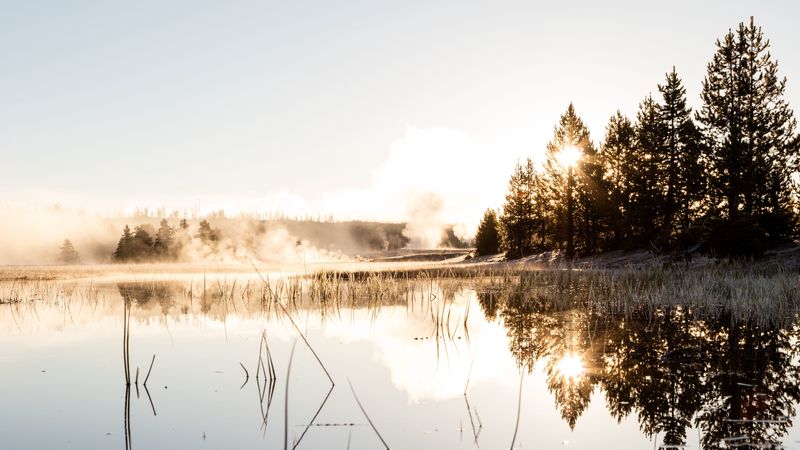 spruce, reflection, fog, grass, 4k