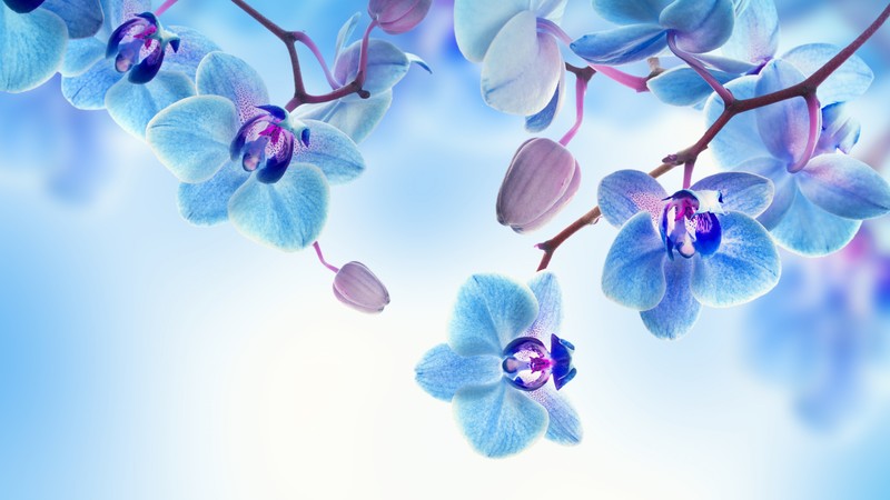 Orchid, 4K, flowers, blue, white