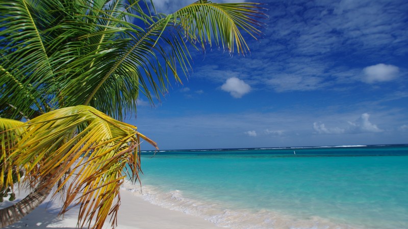 Flamenco Beach, Culebra, Puerto Rico, palms, Best beaches of 2016, Travellers Choice Awards 2016