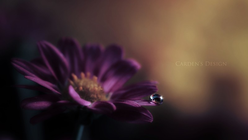 Gerbera, HD, flower, dew