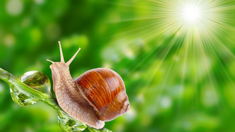 snail, nature, sunshine