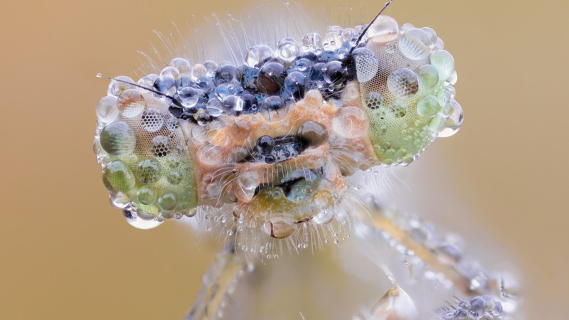eye, drops, macro, dew, dragonfly