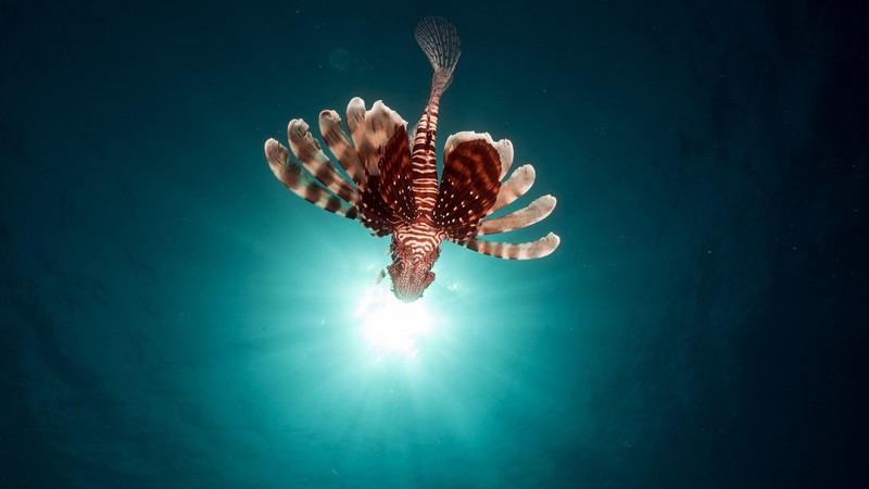 lionfish, fish, red sea, underwater, flying fish