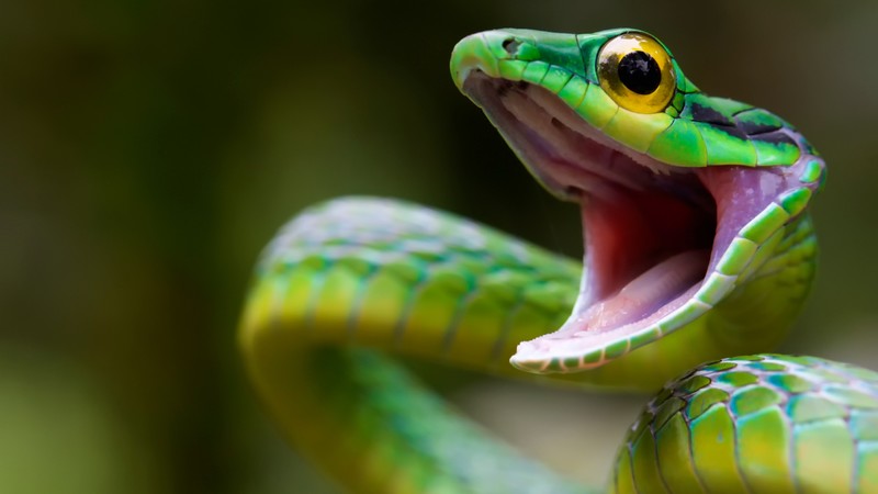 Satiny Parrot Snake, Snake, green, danger, eyes