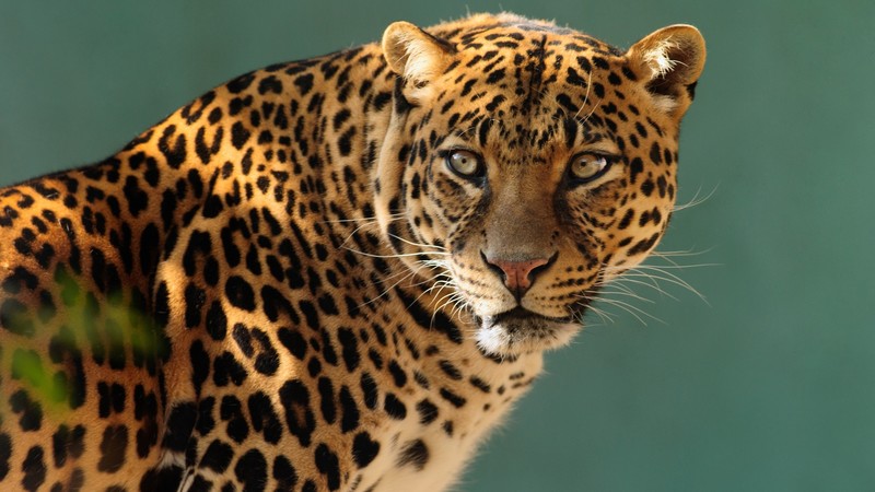 jaguar, wild, cat, face
