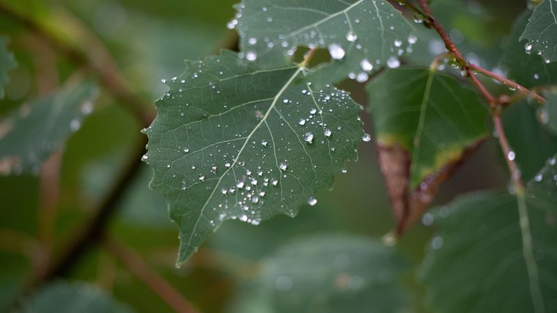 leaf, drops, macro, branch, 4k