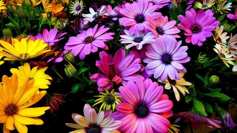 Flowers, 4k, Hibiscus, colours