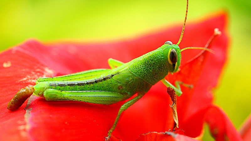 grasshopper, grig, green, flower, red, insects