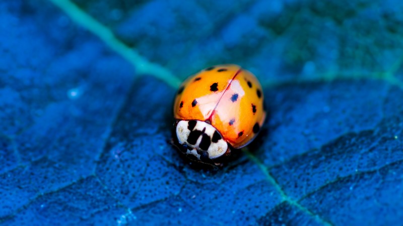 ladybird, beetle, flower, blue