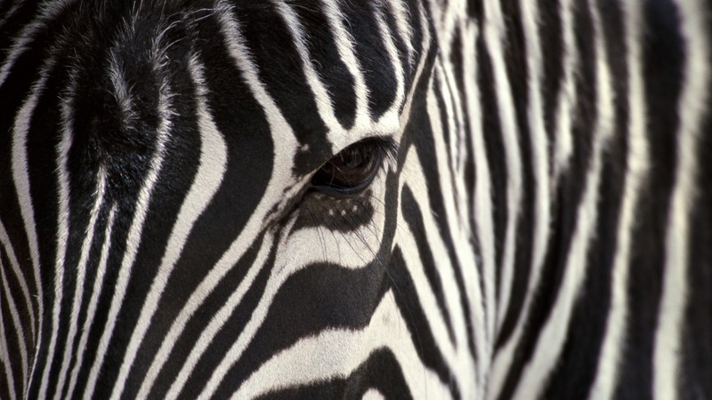 Zebra, Black & White, eye, strips