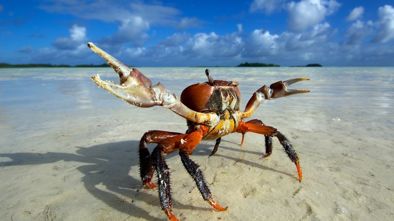 Ghost crab, beach, Ocypodinae, sea, clouds