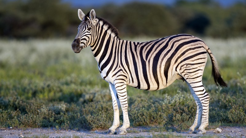 Zebra, Black & White, eye, strips