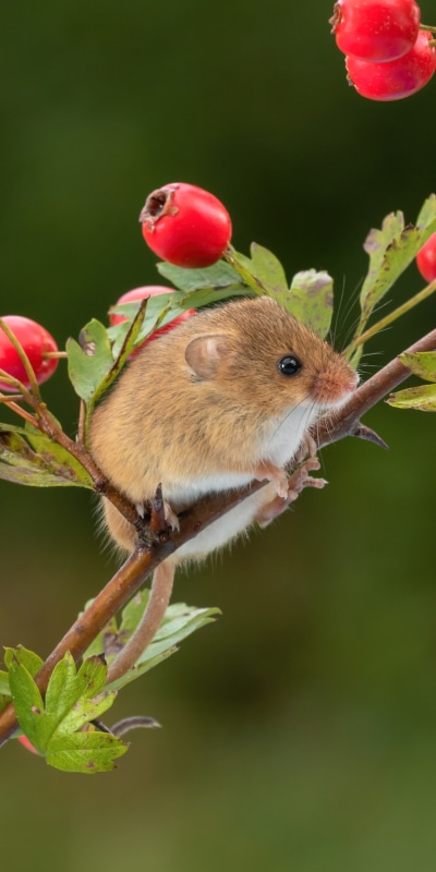 Animal Mouse, Rodent, Berry, 1080x2160