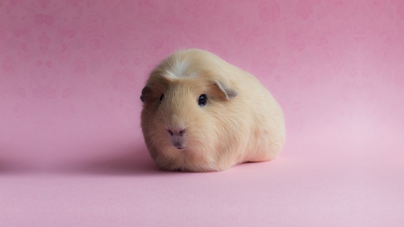 Guinea Pig, pink, funny animals