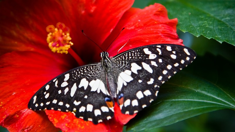 Butterfly, black-white, insects, flowers, Glass, nature, garden