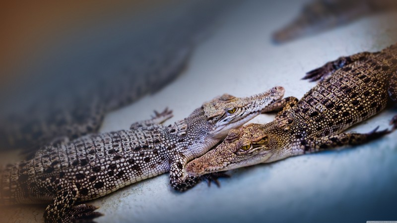 baby crocodiles, cute animals