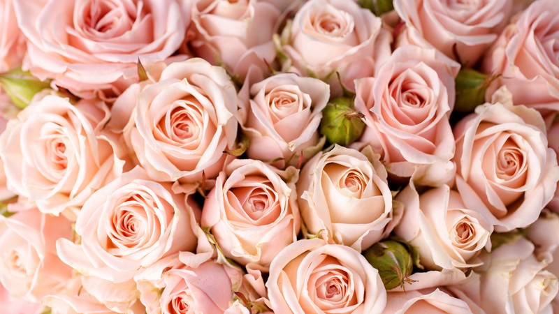 Roses, 4k, flowers, pink