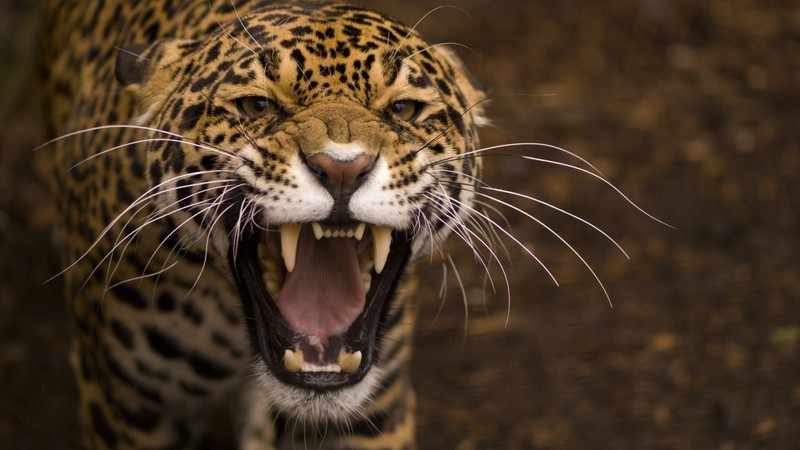 jaguar, wild, cat, face, teeth, rage, anger, jaws, teeth
