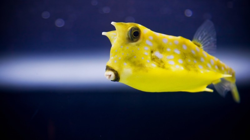 cowfish, yellow, fish