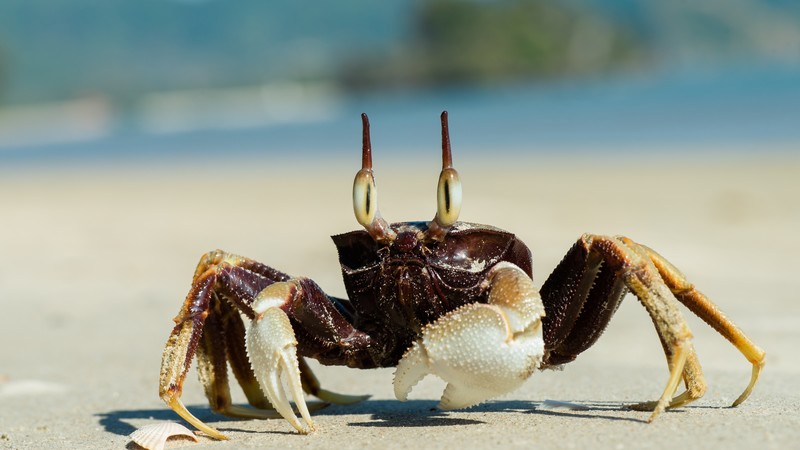 Ghost crab, beach, Ocypodinae, sea, clouds