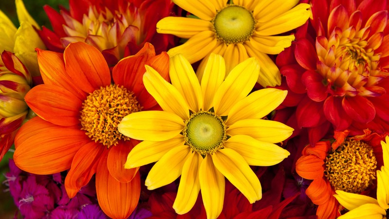 Gerbera, 4K, autumn, flower, colorful, Flower bouquet