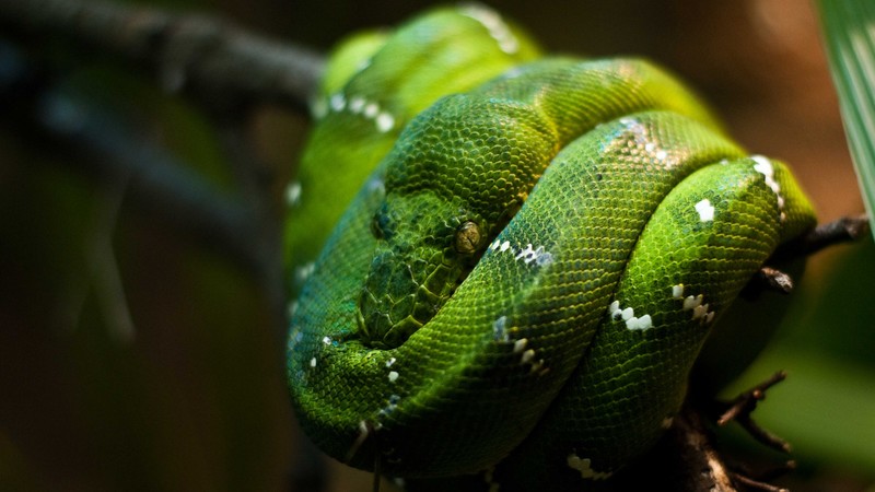 Python, Singapore, zoo, Emerald, Green, snake, eyes, close-up
