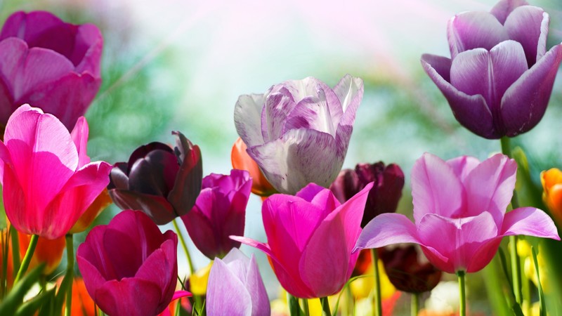 Tulips, 4K, flowers, pink, purple
