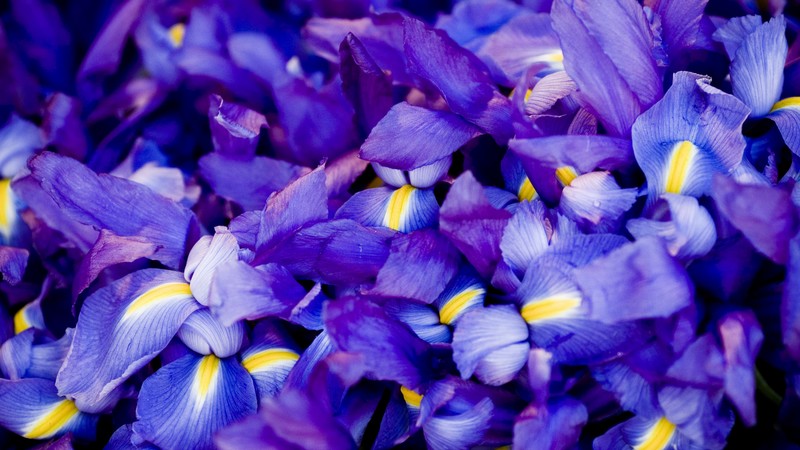 Iris, 4K, macro, flowers, purple