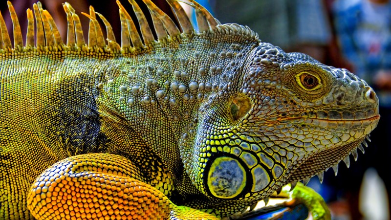 Green Iguana, reptiles, nature, lizard