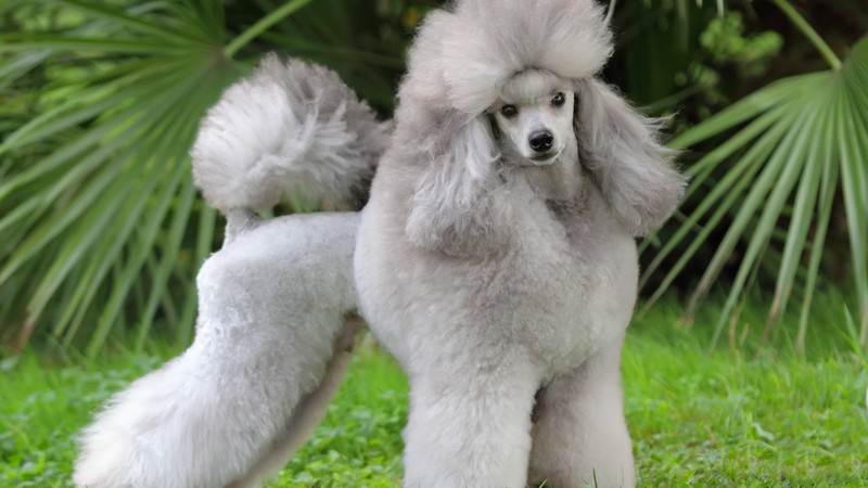 Poodle, grey, grass, cute animals