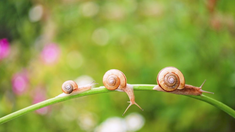 snail, nature, sunshine