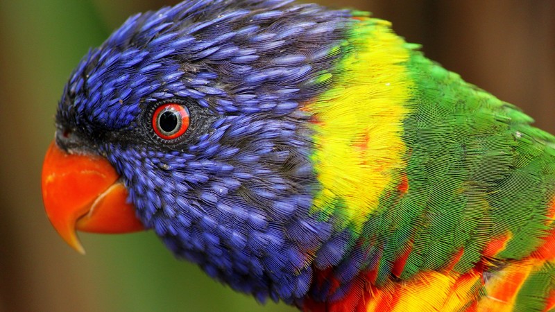 rainbow parrot, beautiful, colorful animals, exotic birds