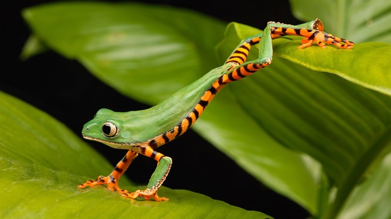 a long frog, green