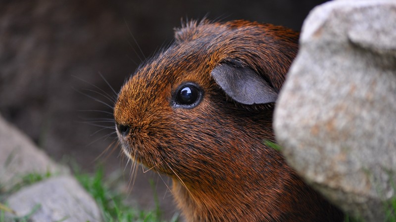 Guinea Pig, brown, cute animals