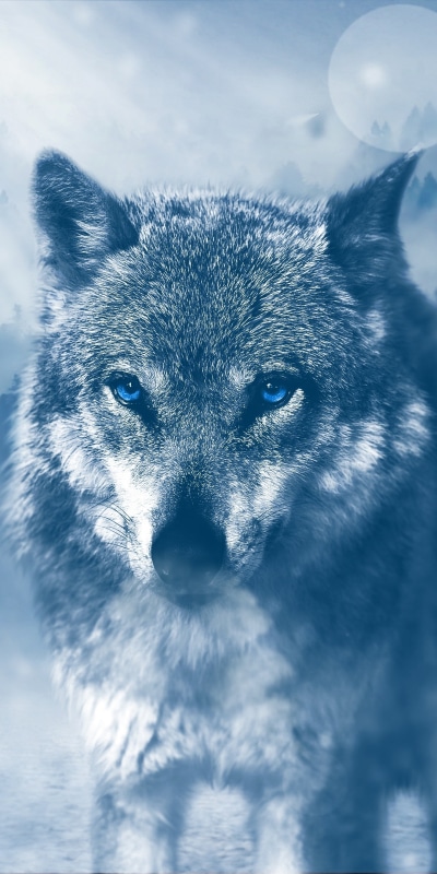 Animal Wolf, Bokeh, Blue Eyes, 1080x2160