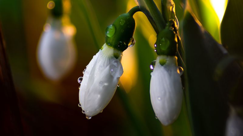 lily valley, flower, bud, drops, macro, 4k