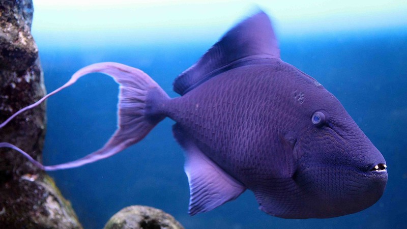 Grey triggerfish, Atlantic, Nova Scotia, Argentina, Mediterranean Sea, west coast of Africa, diving, tourism, purple fish, underwater, blue